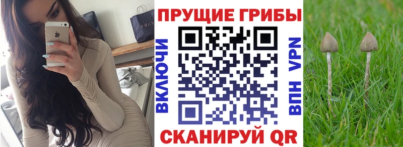 купить наркотики цена  OMG маркетплейс  Псилоцибиновые грибы GOLDEN TEACHER  Можга 